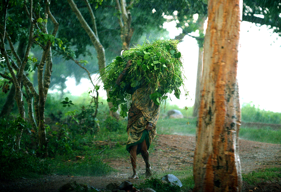 a man carrying a large bundle of vegetation on his back