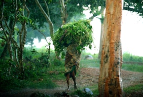 a man carrying a large bundle of vegetation on his back