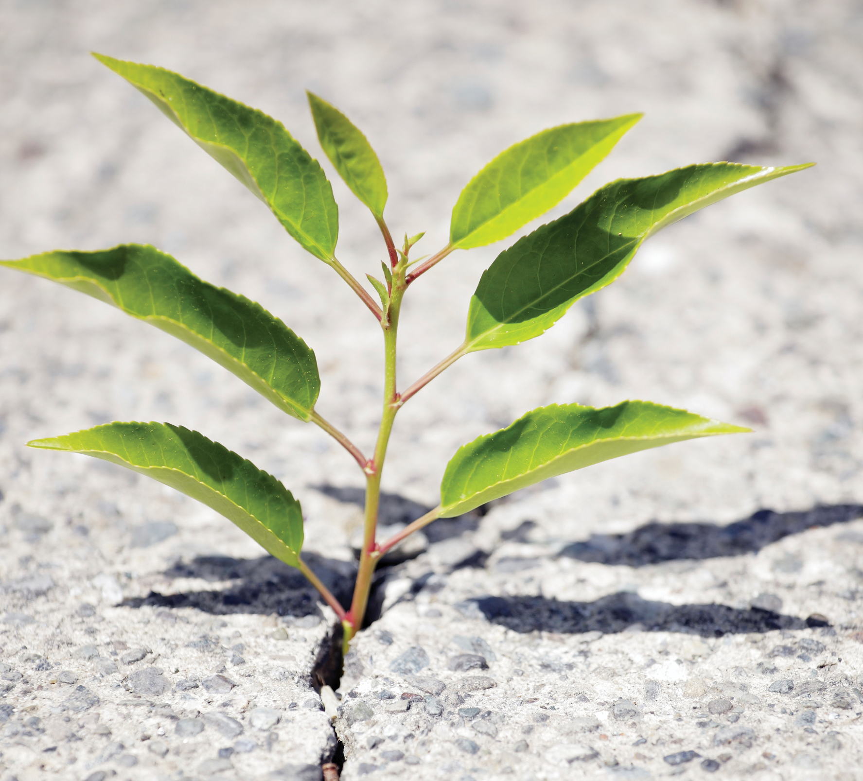 a small green plant sprouting out of the ground