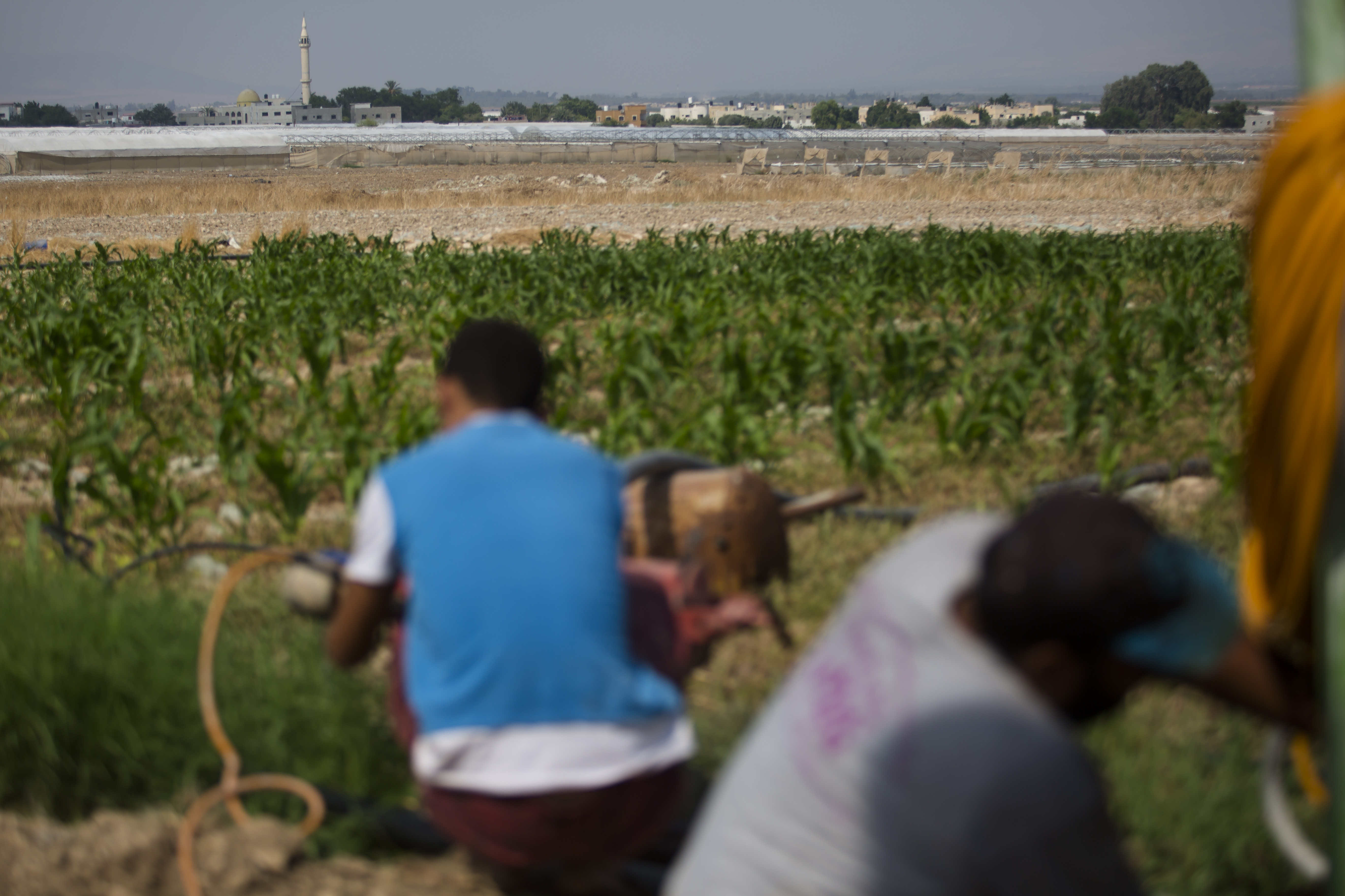 TAL AL BEIDA, WEST BANK - SEPTEMBER 11: Palestinian work on a corn field in the occupied West Bank Jordan Valley on September 11, 2019 in Tel Al Beida, West Bank. Netanyahu pledges to annex the Jordan Valley in the occupied West Bank, if he is re-elected during the Israeli Elections on September 17.  (Photo by Amir Levy/Getty Images)