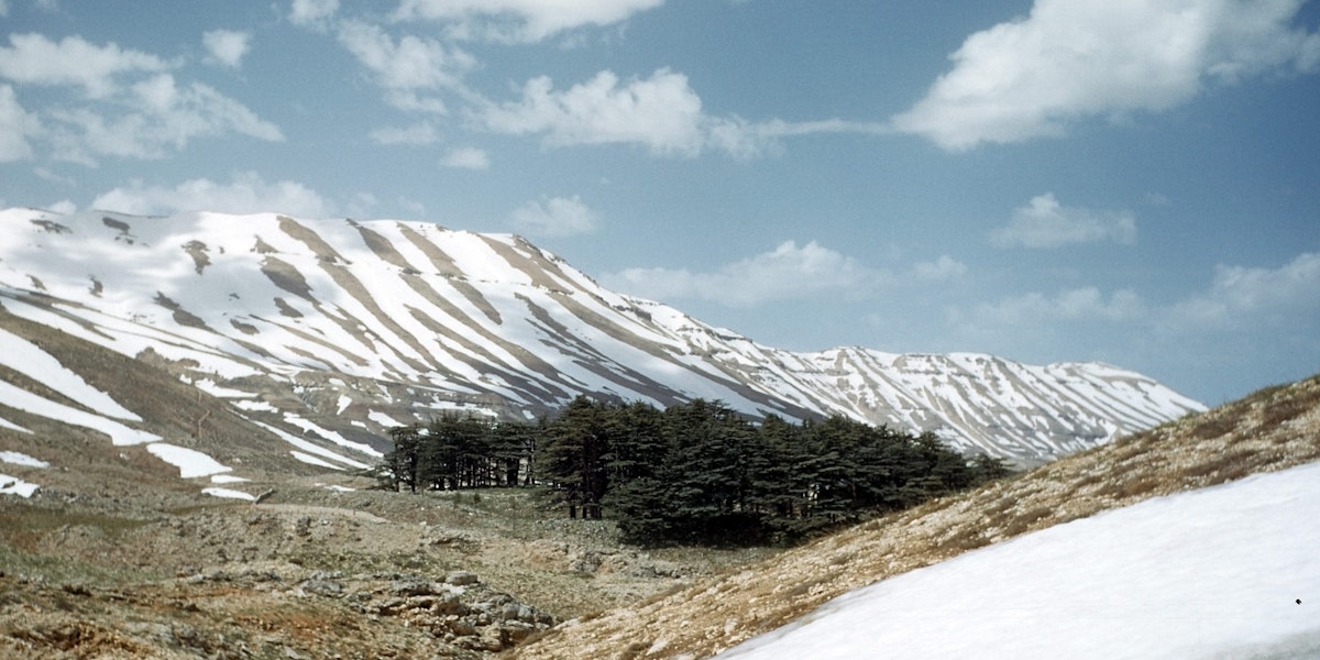 BSHARRI, LEBANON - MAY 1948: A view of cedar trees on the hills of Bsharri, Lebanon. (Photo by Ivan Dmitri/Michael Ochs Archives/Getty Images)