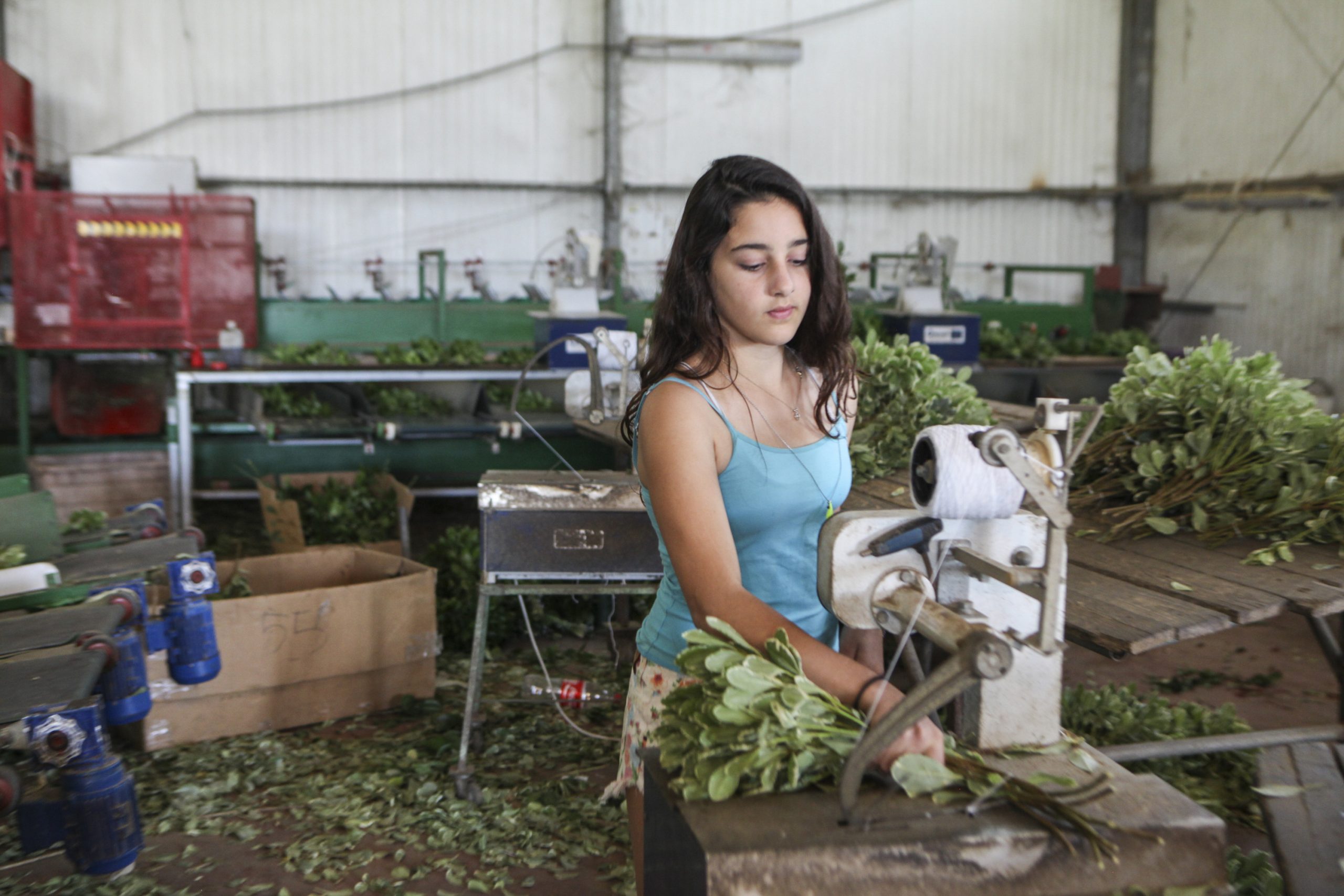 Young teen works on a flower packing production line
