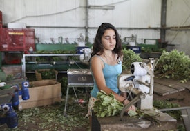 Young teen works on a flower packing production line