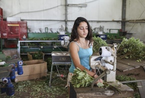 Young teen works on a flower packing production line
