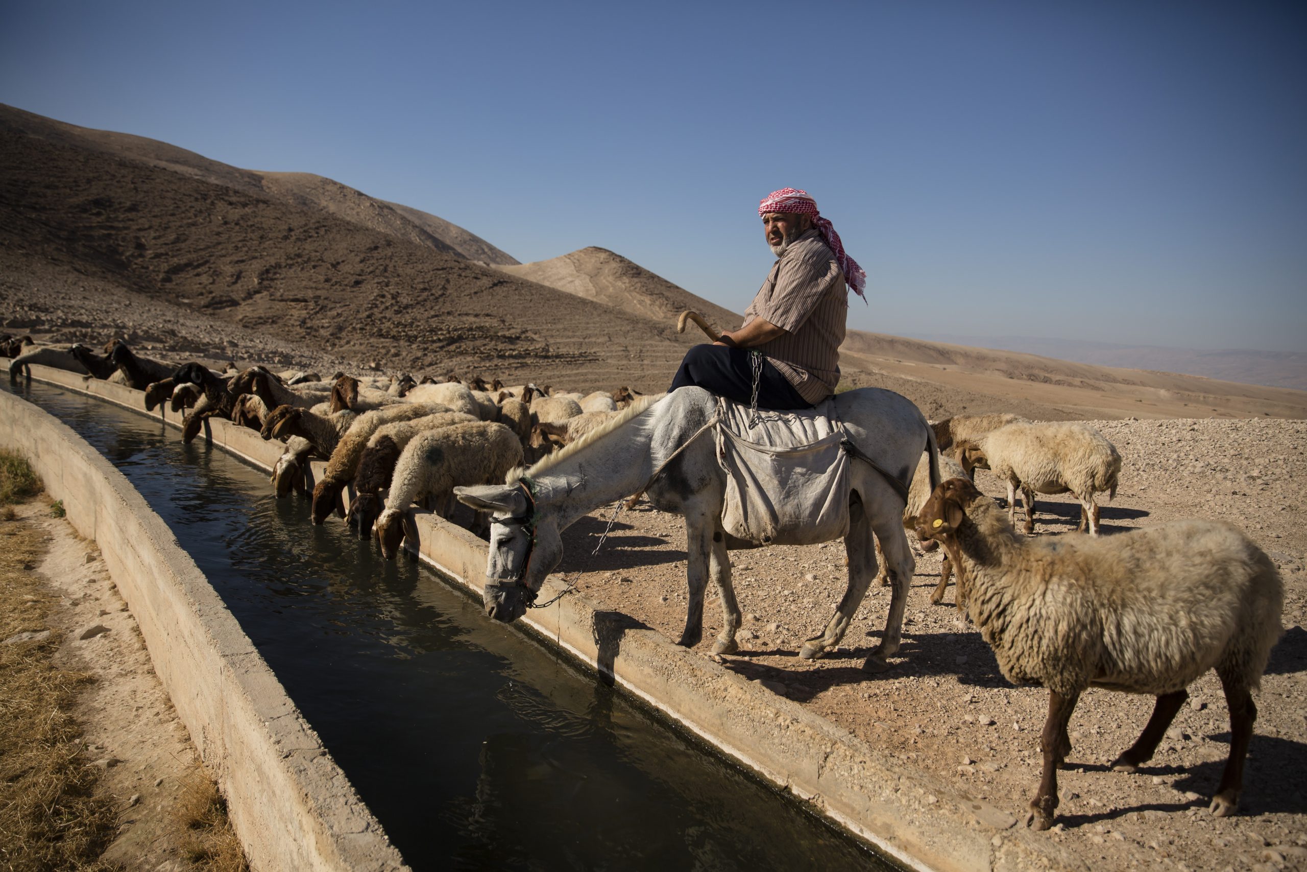 A Palestinian shepherd herds his sheep in Ein al-Auja in the Jordan Valley of the West Bank on June 24, 2020. Source: Amir Levy/Getty Images